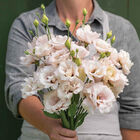 Corelli&trade; III Light Pink Lisianthus