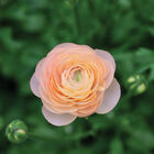 Romance&trade; Salerno&reg; Ranunculus