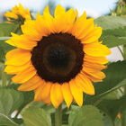 ProCut&reg; Orange Tall Sunflowers