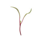Beet, Early Wonder Tall Top Microgreen Vegetables