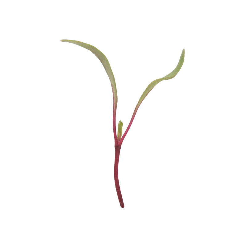 Beet, Early Wonder Tall Top Microgreen Vegetables