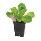Polypro 2.5" Insert Pots &ndash; Black, 32 Count Plastic Pots