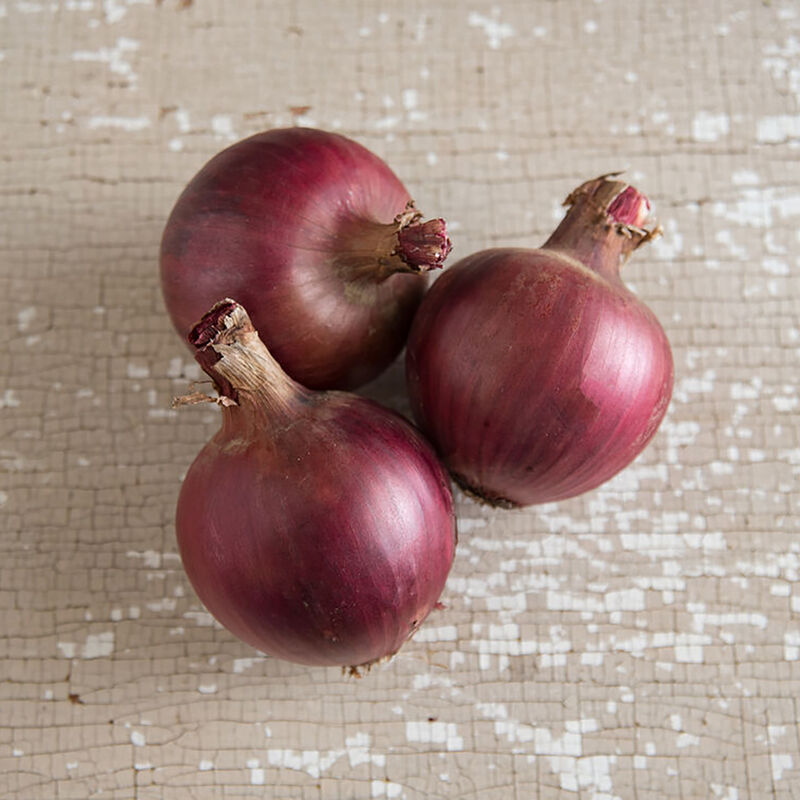 Redwing Onion Plants & Sets