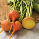 Boldor Specialty Beets