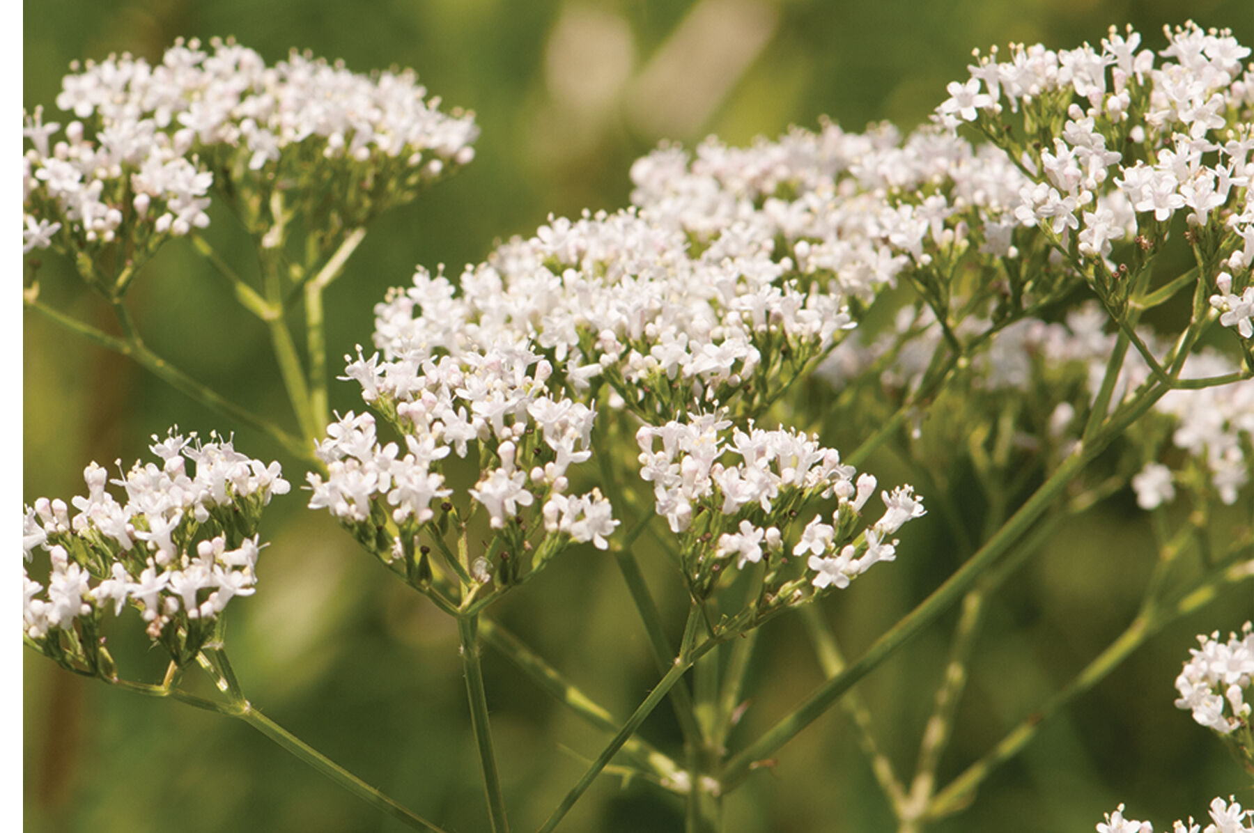 Common Valerian Valerian