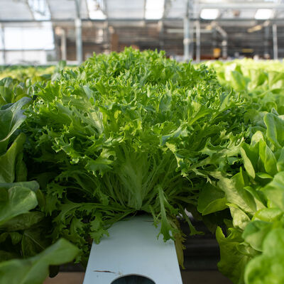 Salanova&reg; Hydroponic Green Sweet Crisp Salanova&reg; Lettuce