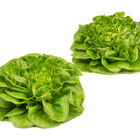 Salanova&reg; Hydroponic Green Butter Salanova&reg; Lettuce