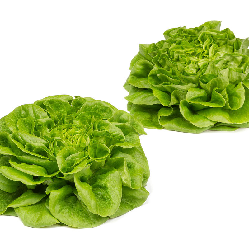 Salanova&reg; Hydroponic Green Butter Salanova&reg; Lettuce