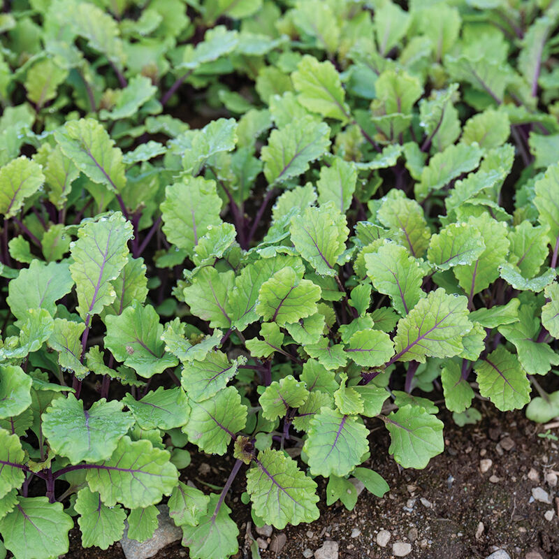 Unicorn Curly Kale