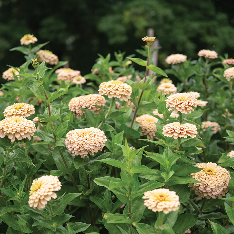 Linen Johnny's Zinnias