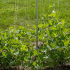 Bean Tower &ndash; 60" Cages & Fences