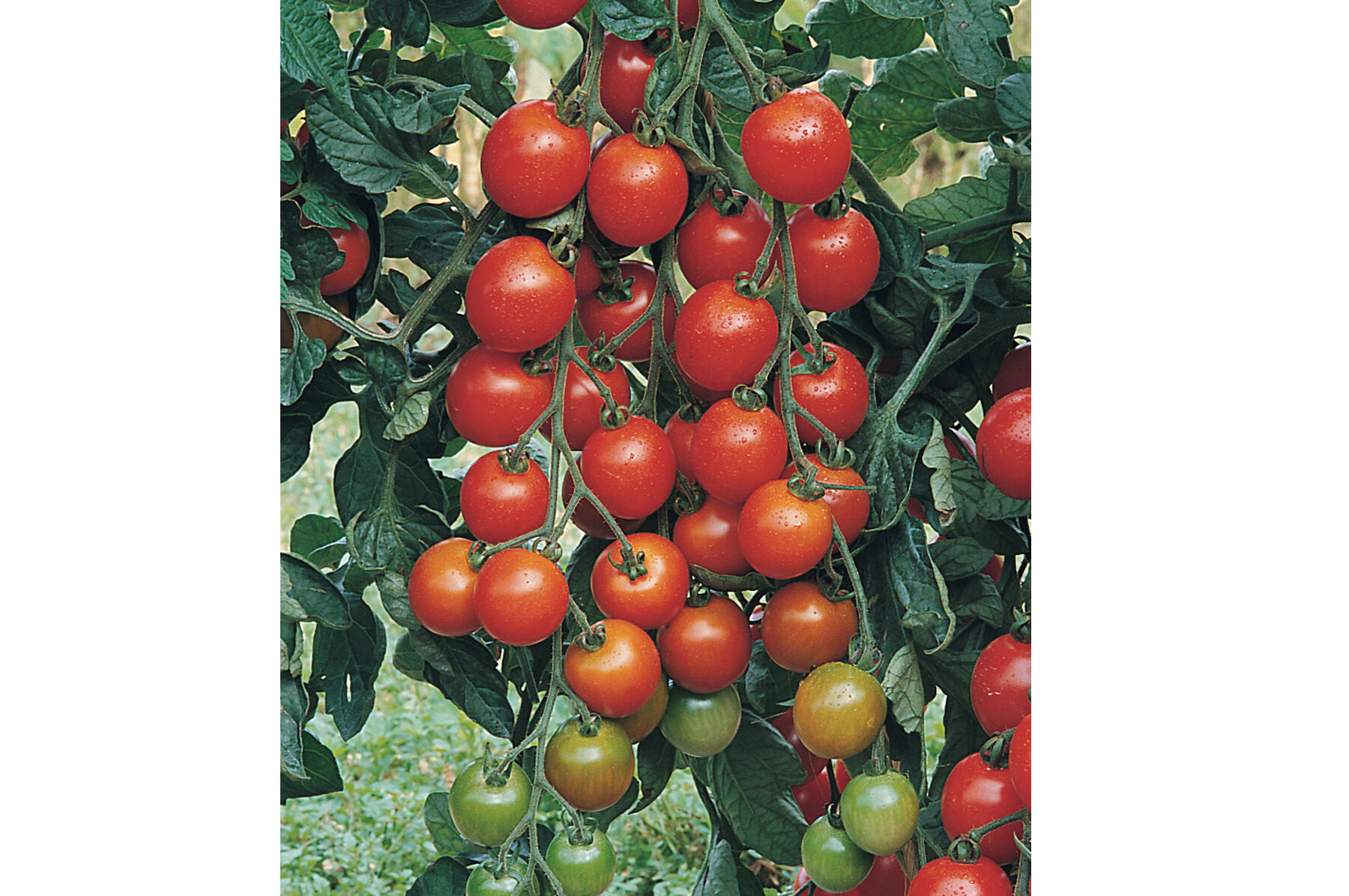 Favorita Cherry Tomatoes