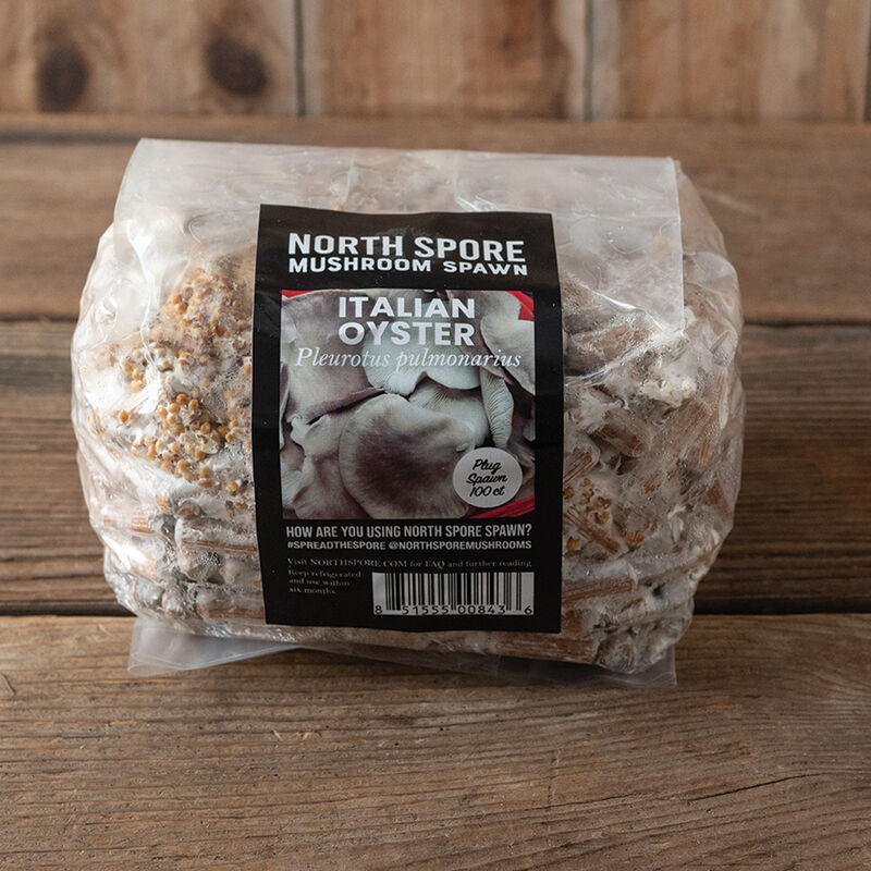 Italian Oyster Plug Spawn &ndash; 500 Count Plug Spawn
