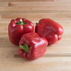 X3R&reg; Red Knight Sweet Bell Peppers