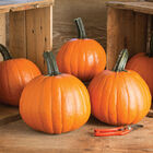 Gumdrop PMR Specialty Pumpkins
