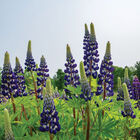 The Governor Lupine