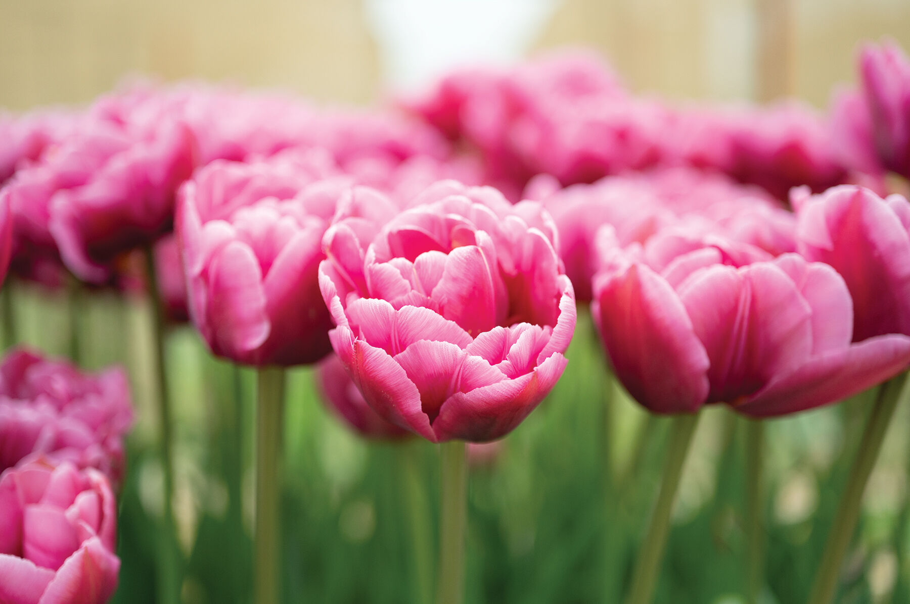 Margarita Tulips