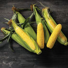 Icon XR Sweet Corn