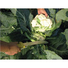 Harvest Machete &ndash; 10" Harvest Knives