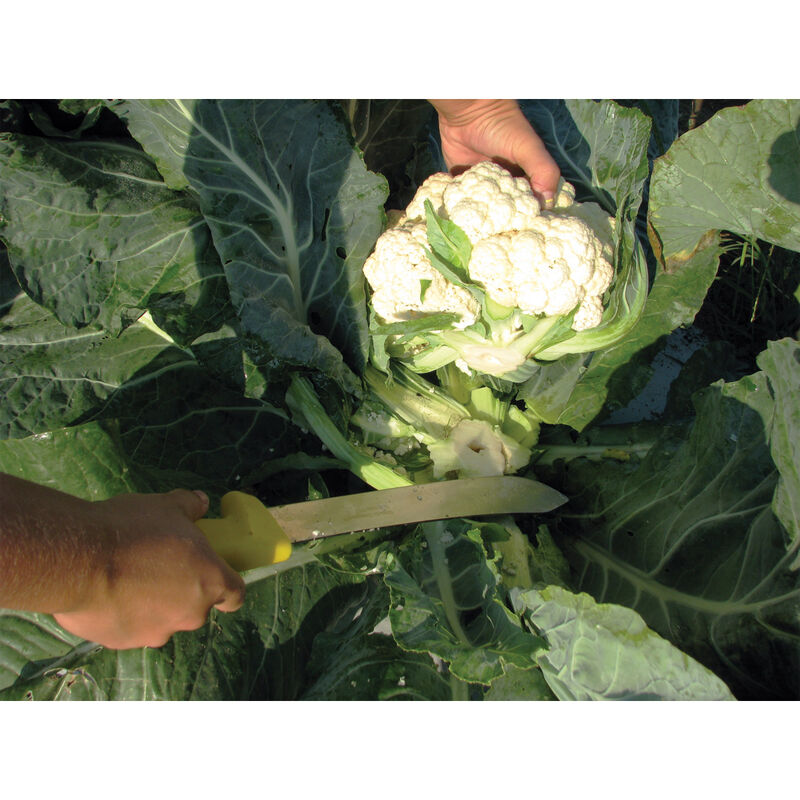 Harvest Machete &ndash; 10" Harvest Knives