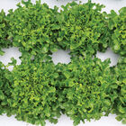 Salanova&reg; Green Upright Oak Salanova&reg; Lettuce