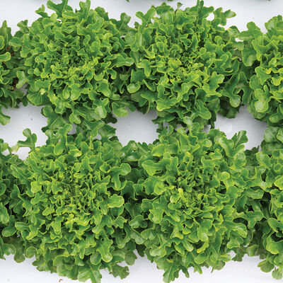 Salanova&reg; Green Upright Oak Salanova&reg; Lettuce