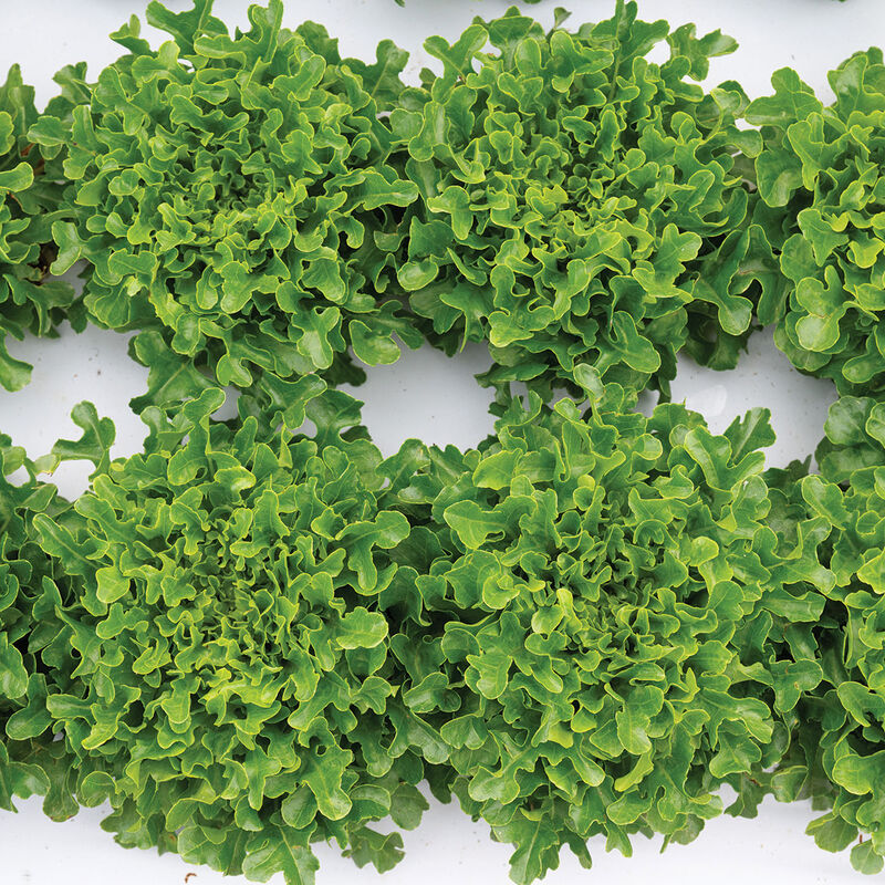 Salanova&reg; Green Upright Oak Salanova&reg; Lettuce