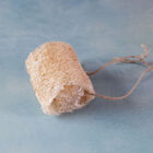 Luffa Gourd Gourds