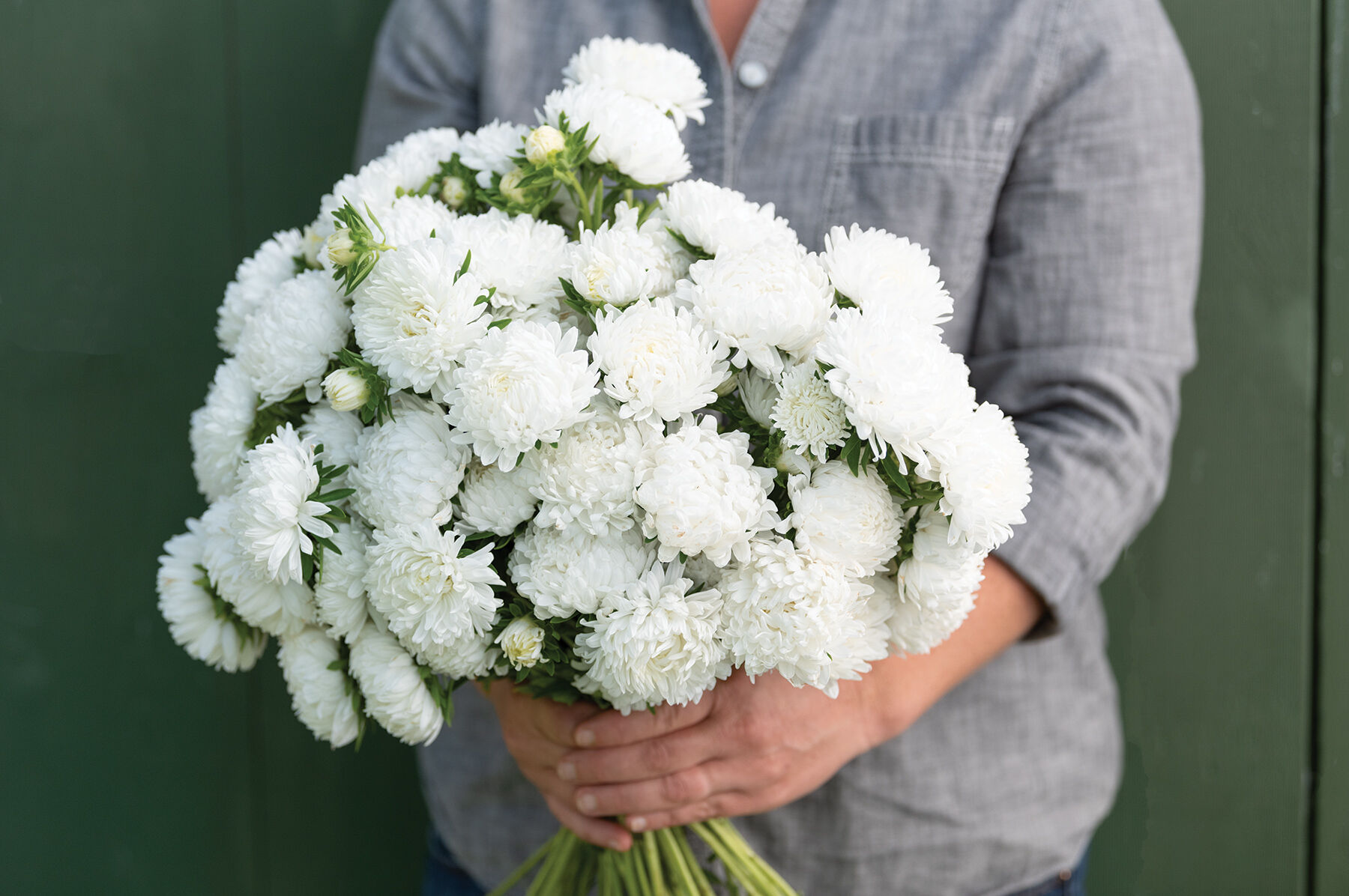 Tower White Aster