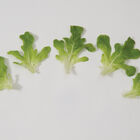 Salanova&reg; Green Oakleaf Salanova&reg; Lettuce