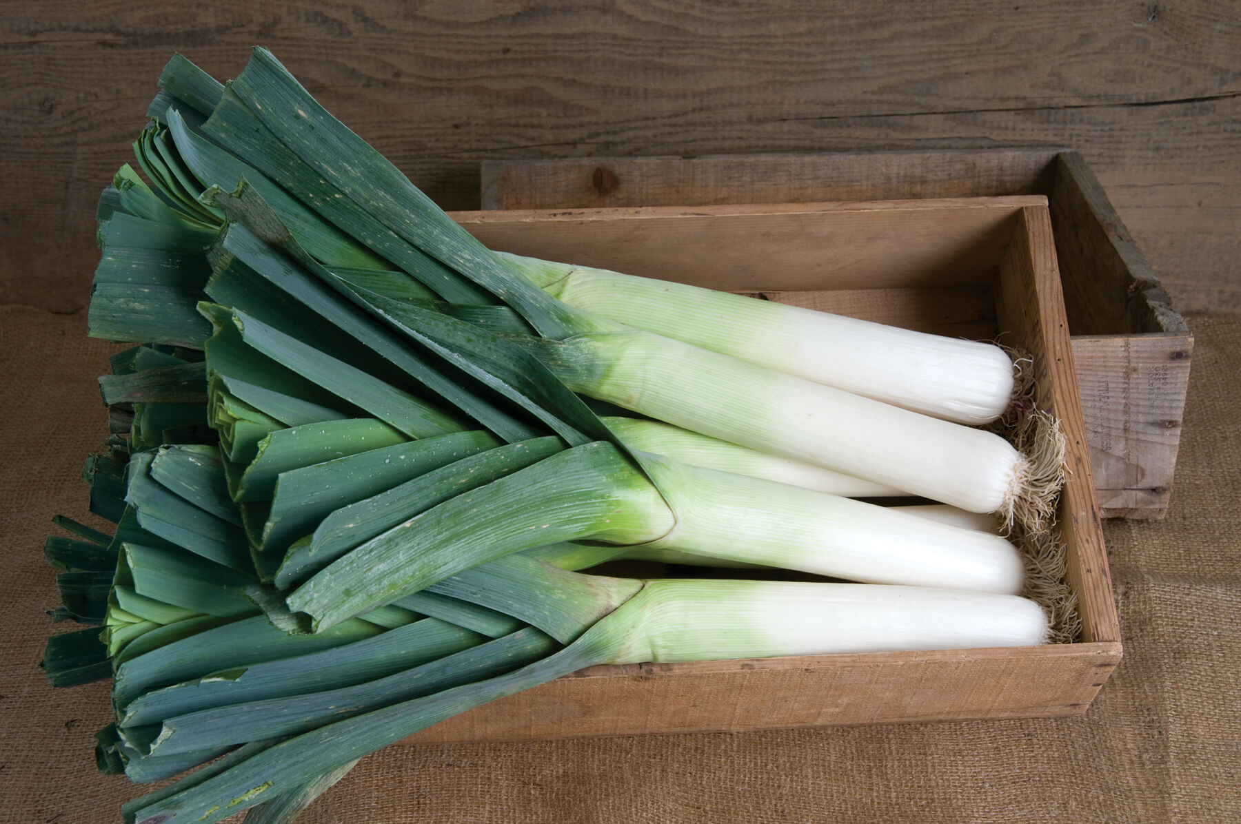 Megaton Leeks