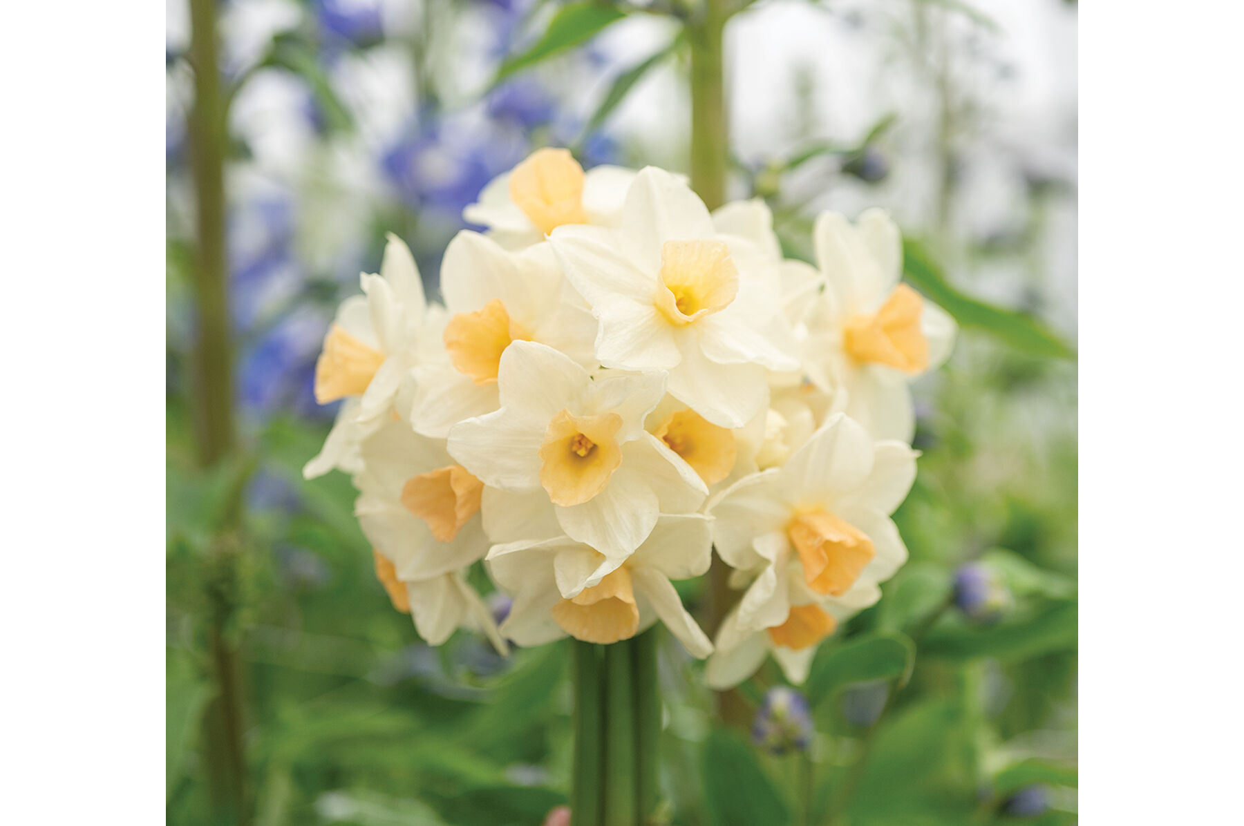 Kapiti&reg; Peach Narcissus (Daffodil)