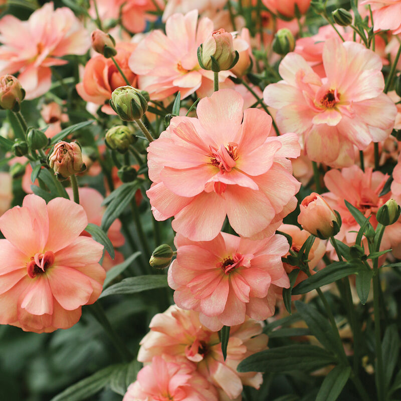 Butterfly&trade; Eris&reg; Ranunculus