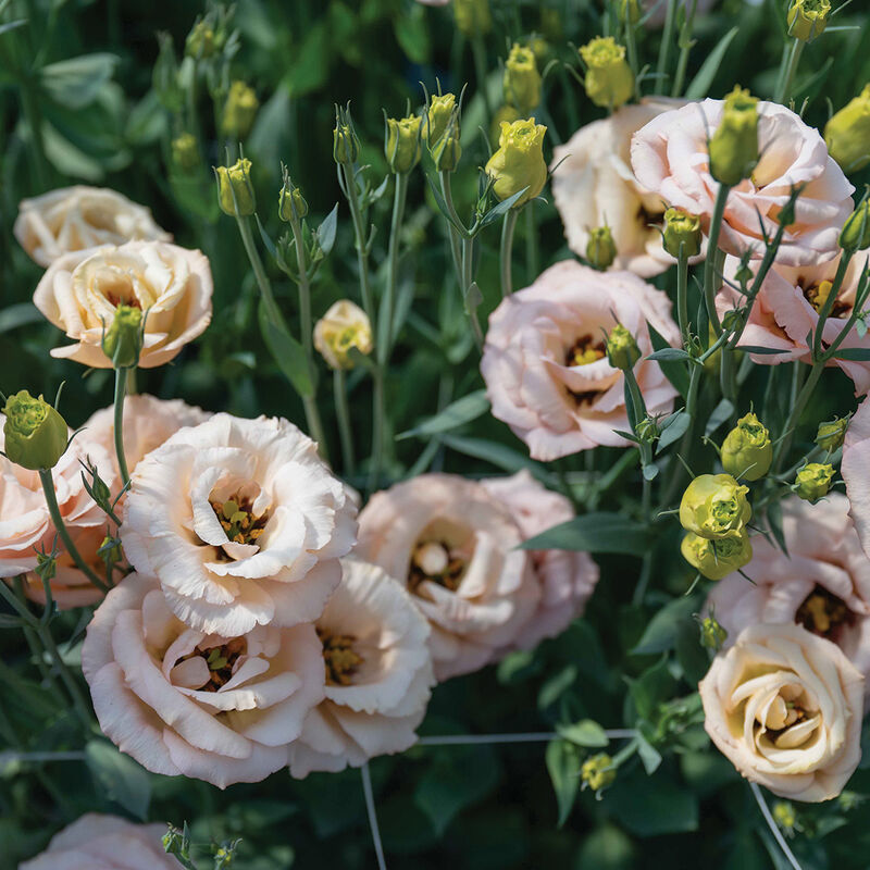 LisAdora&reg; Apricot III Lisianthus