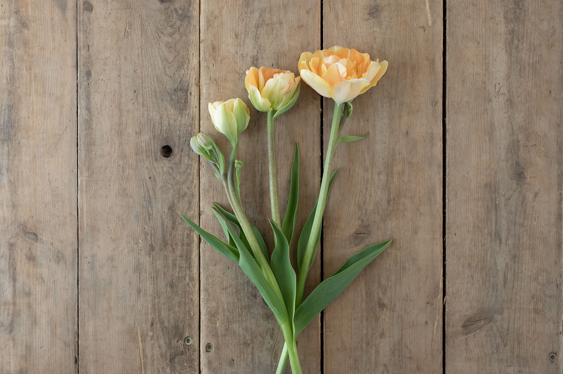 Charming Beauty Tulips