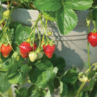 Seascape &ndash; Spring-Planted Strawberry Bare-Root Plants