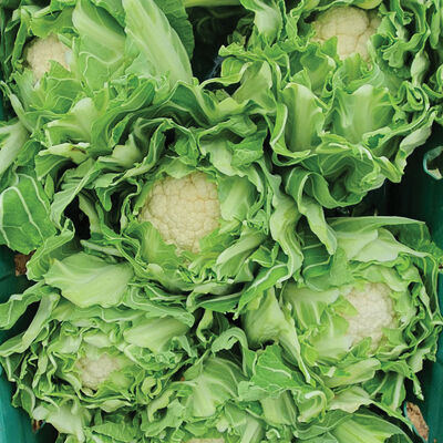 Penrose Standard Cauliflower