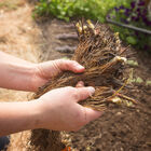 Albion &ndash; Spring-Planted Strawberry Bare-Root Plants