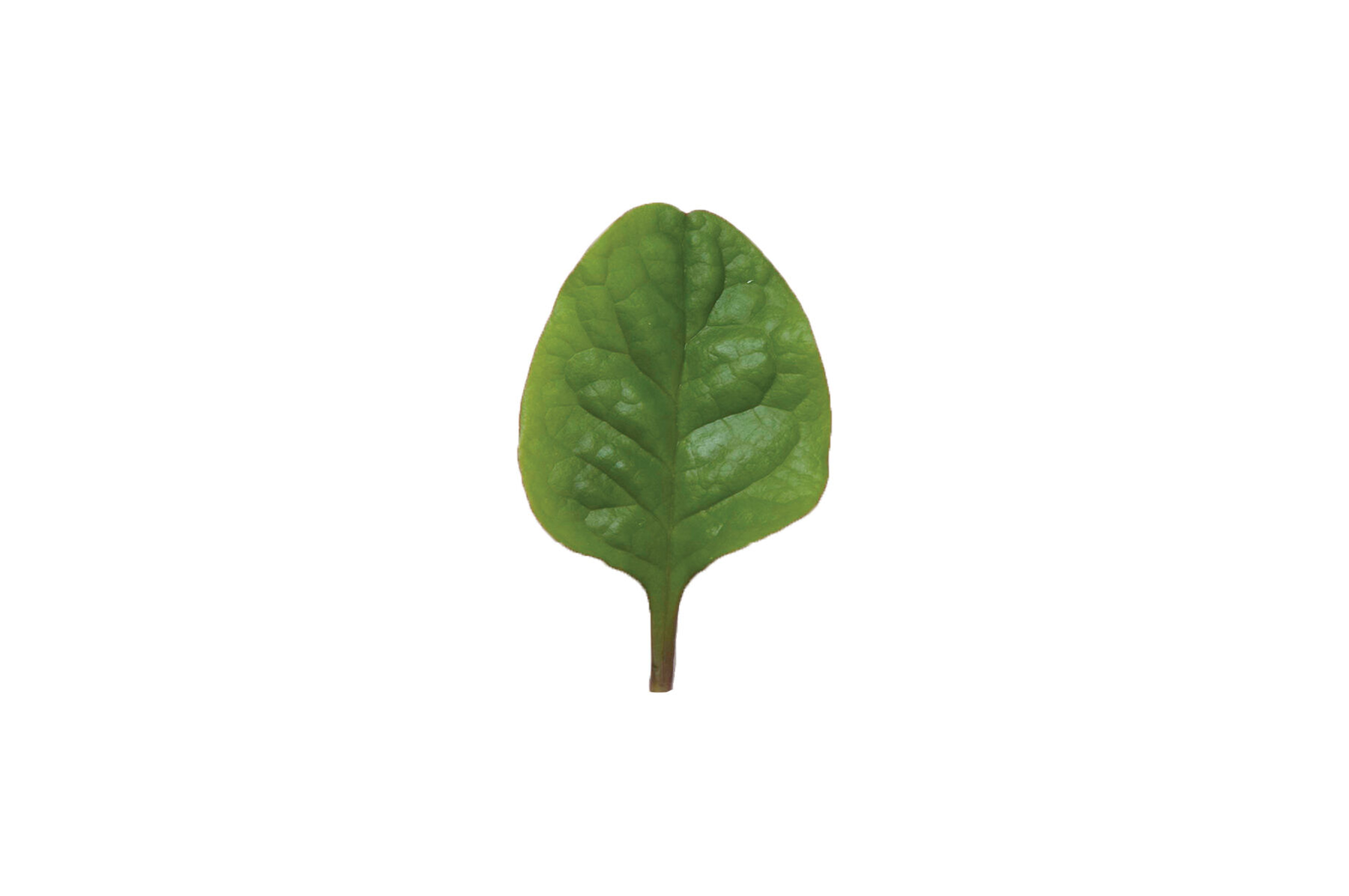 Red Malabar Spinach Specialty Greens