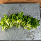 Salanova&reg; Hydroponic Green Oakleaf Salanova&reg; Lettuce