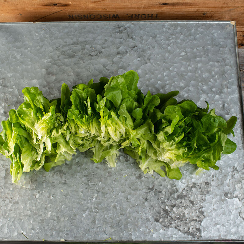 Salanova&reg; Hydroponic Green Oakleaf Salanova&reg; Lettuce