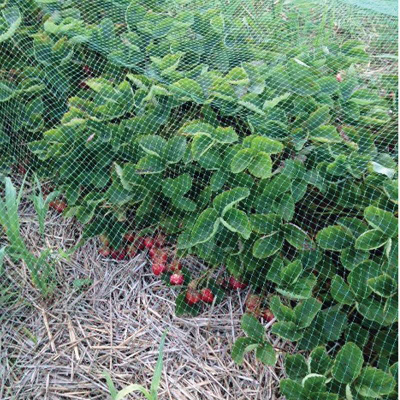 Ornex Bird Netting &ndash; 13' x 820' Crop Protection