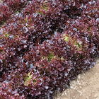 Salanova&reg; Red Tango Salanova&reg; Lettuce