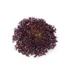 Salanova&reg; Hydroponic Red Sweet Crisp Salanova&reg; Lettuce