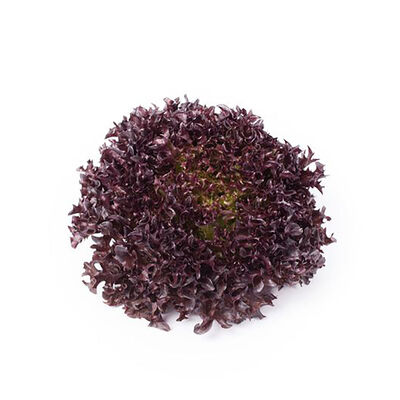 Salanova&reg; Hydroponic Red Sweet Crisp Salanova&reg; Lettuce