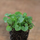 Anise Hyssop Microgreen Herbs