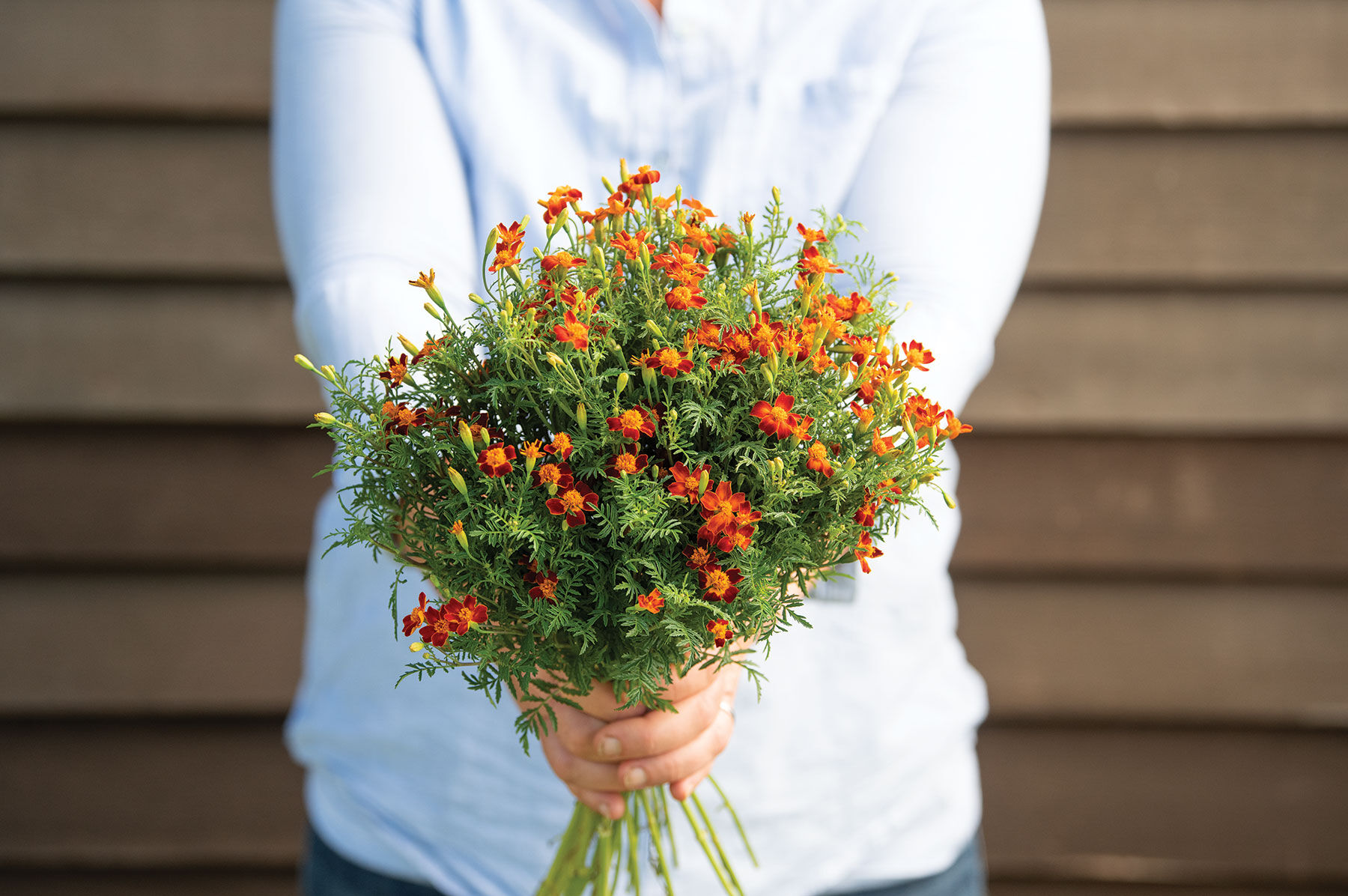 Red Gem Marigold