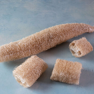 Luffa Gourd Gourds