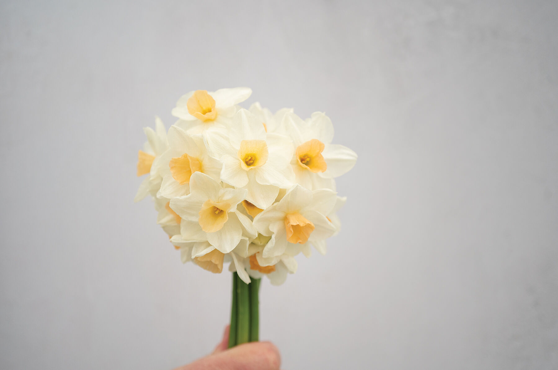 Kapiti&reg; Peach Narcissus (Daffodil)