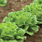 Salanova&reg; Green Butter Salanova&reg; Lettuce